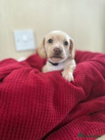 Miniature Dachshund dogs Kc registered smooth hair Miniature Dachshund’s - Advert 14