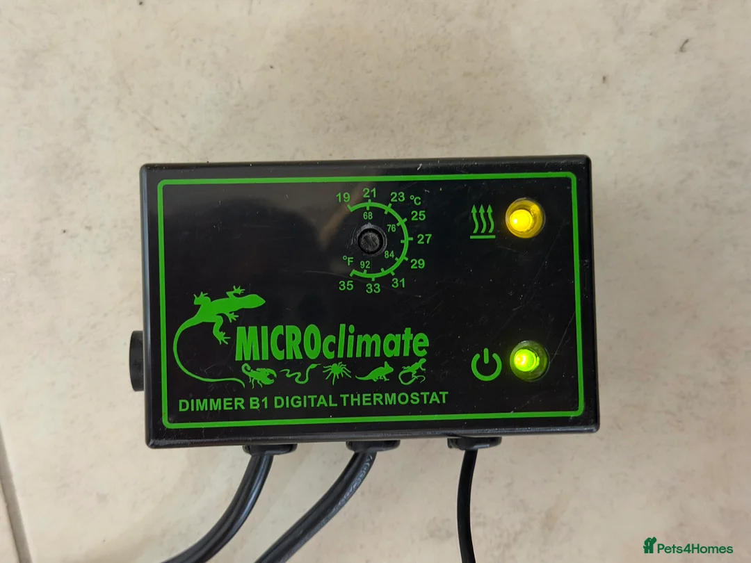 Gecko reptiles for sale: Male Moro Leachie Gecko With Set Up  - Advert 9