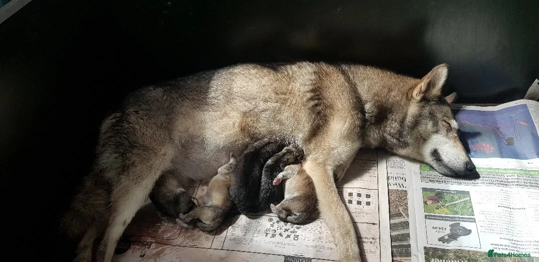 German Shepherd dogs for sale: RARE TAMASKAN PUPS REGISTERED AND EMBARKED - Advert 3