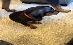 Miniature Dachshund dogs for sale: Miniature daschund Ready now - Image 8