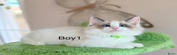 Ragdoll cats for sale: Beautiful Ragdoll kittens from European lines - Advert 7