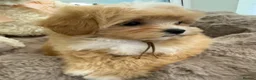 Maltipoo dogs for sale: Korean lined, f1. Fully dna & health tested   - Advert 20