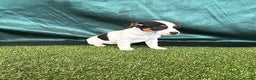 Jack Russell dogs for sale: Jack Russel Puppies - Advert 3