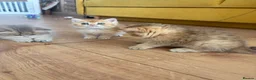 British Shorthair cats for sale: GOLDEN BSH KITTENS AVAILABLE FOR RESERVATION - Advert 22