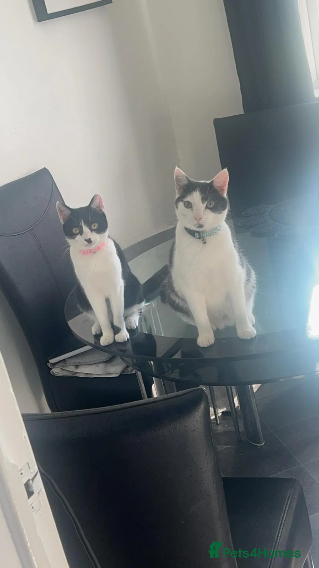 Mixed Breed cats for sale: 2 cats brother and sister  - Advert 1