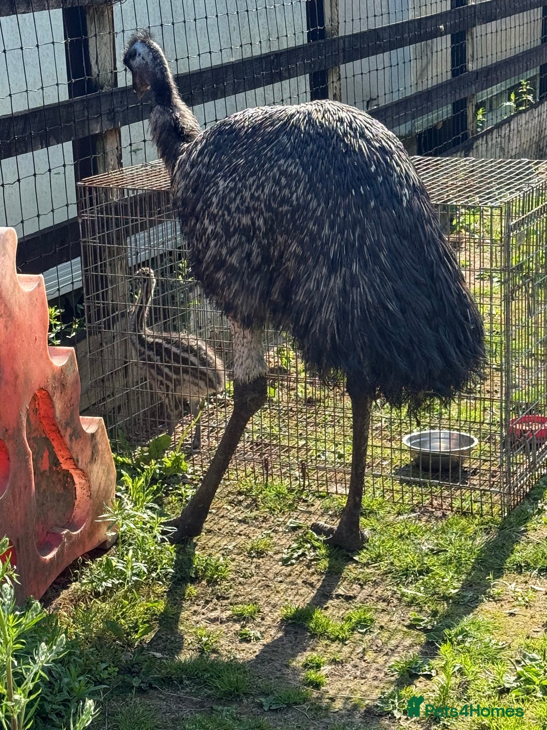 Emus poultry for sale: Silly tame unsexed emu chick - Image 3