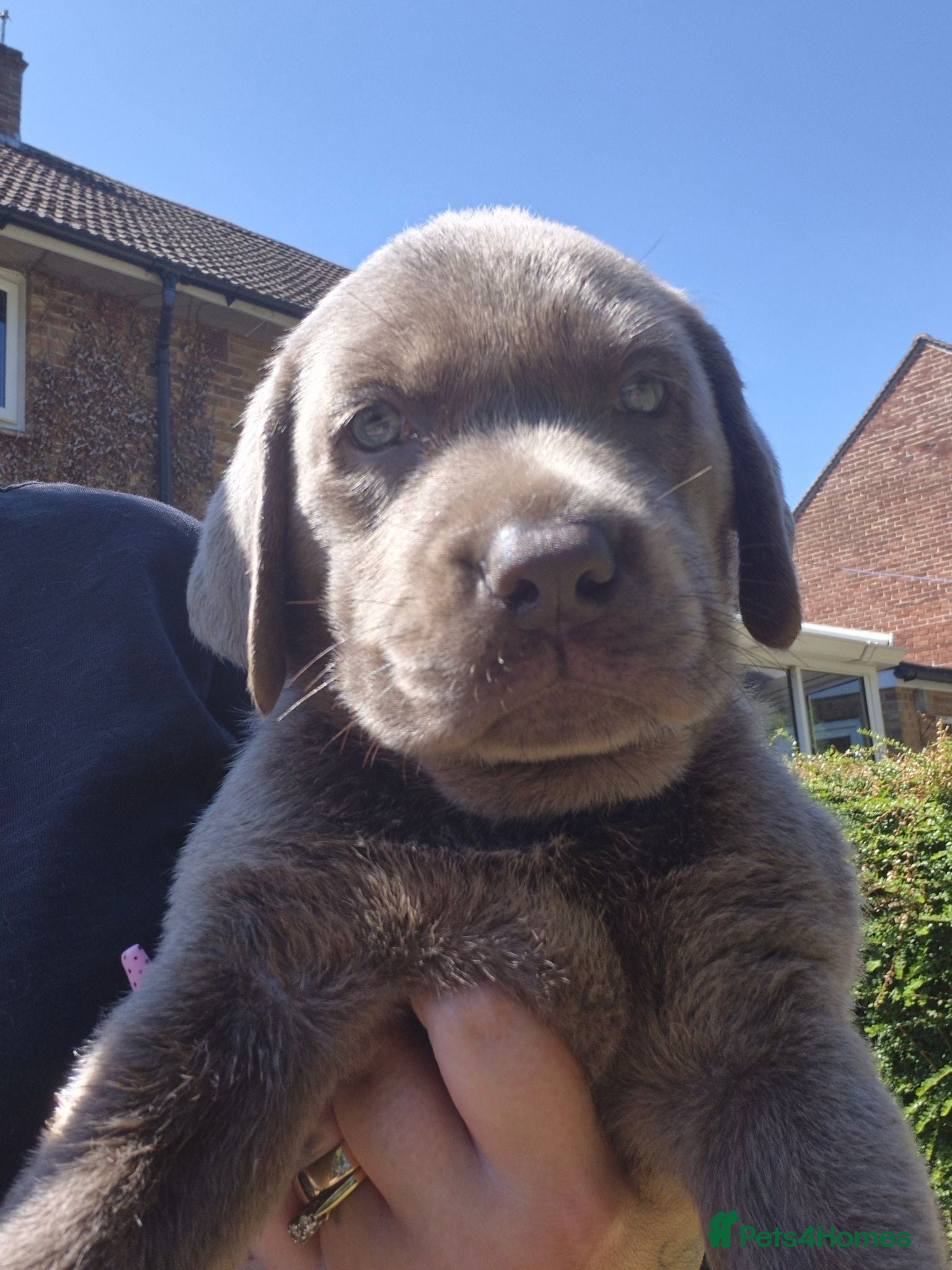Labrador Retriever dogs Silver Labrador pups ready now 2 left - Advert 2