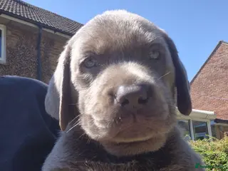 Labrador Retriever dogs Silver Labrador pups ready now 2 left - Advert 5