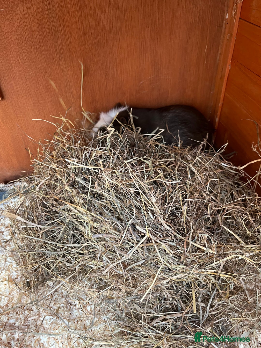 Guinea Pig rodents for sale: 2 x male Guinea Pigs  - Advert 5
