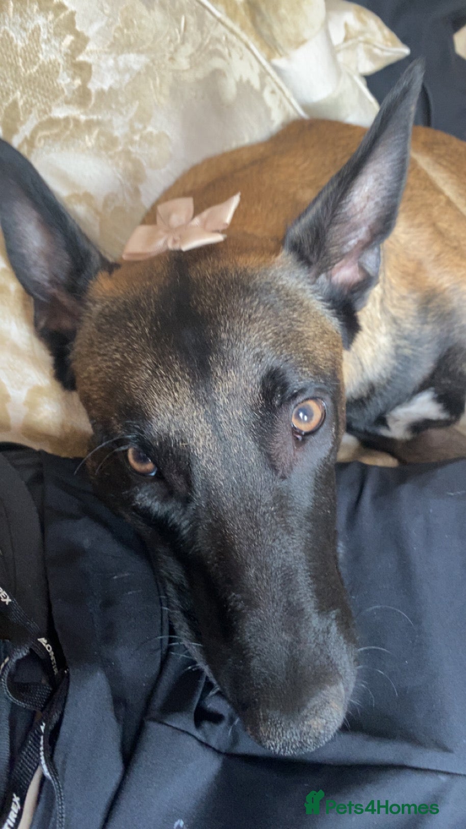 Belgian Shepherd Dog dogs Make Belgium malinos for sale  - Advert 2