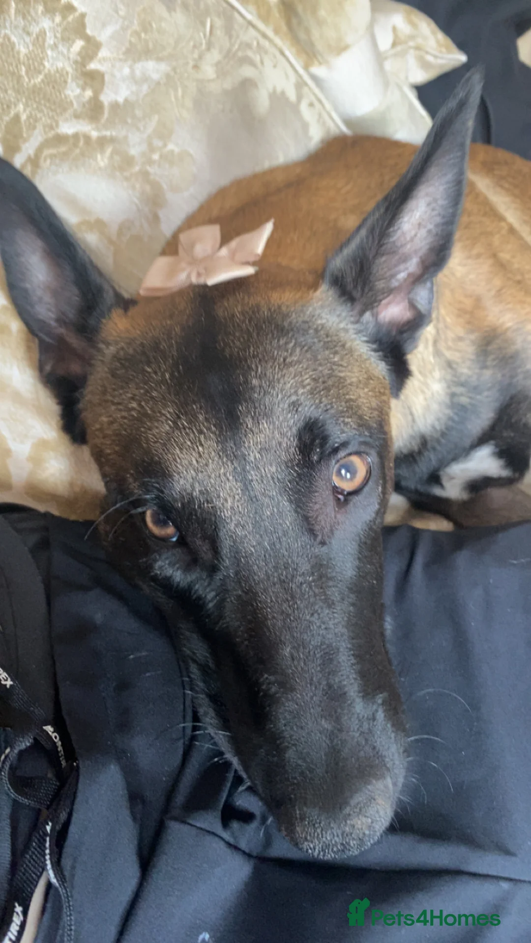 Belgian Shepherd Dog dogs for sale: Make Belgium malinos for sale  - Advert 1