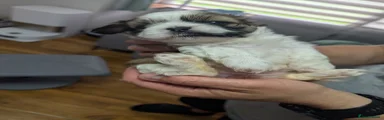 Shih Tzu Puppy 3
