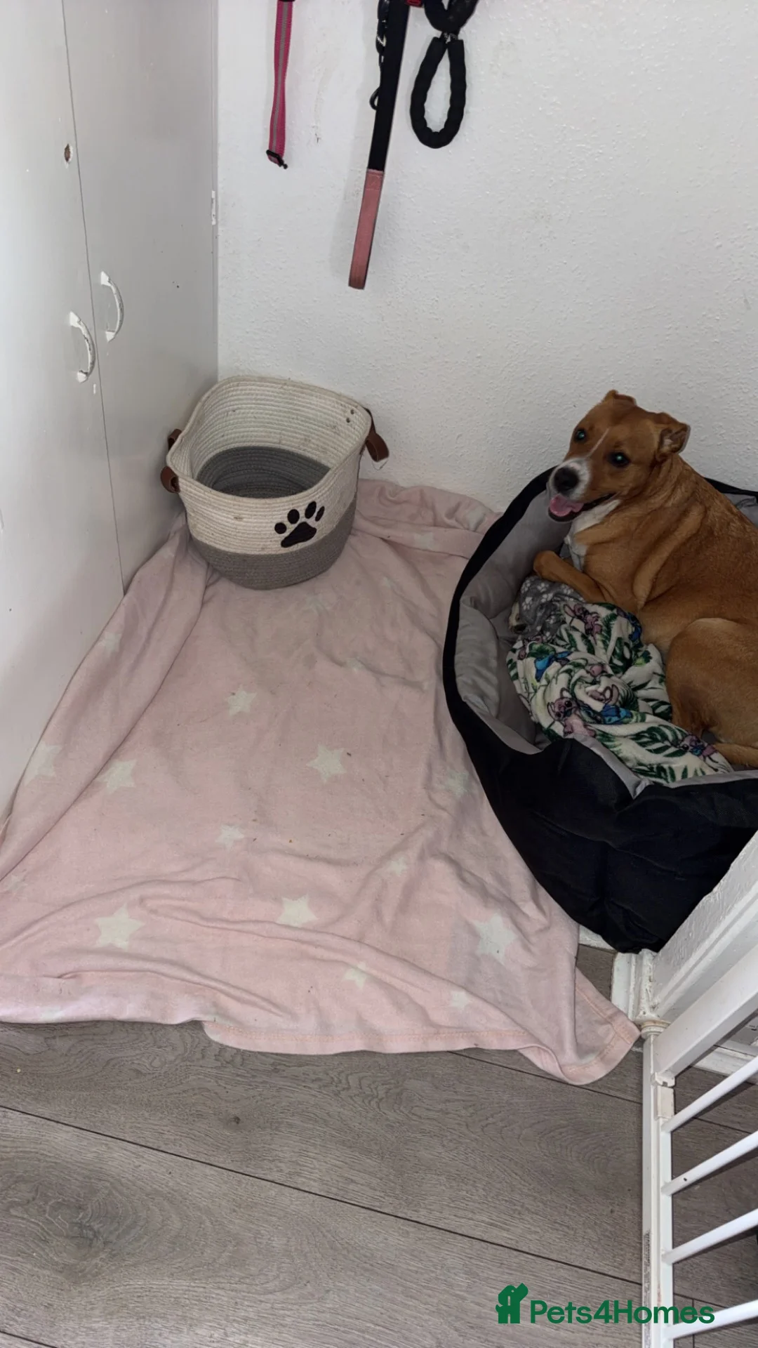 Mixed Breed dogs for sale: Staffy cross puppys - Advert 2