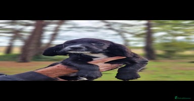 Cocker Spaniel dogs - Advert 2