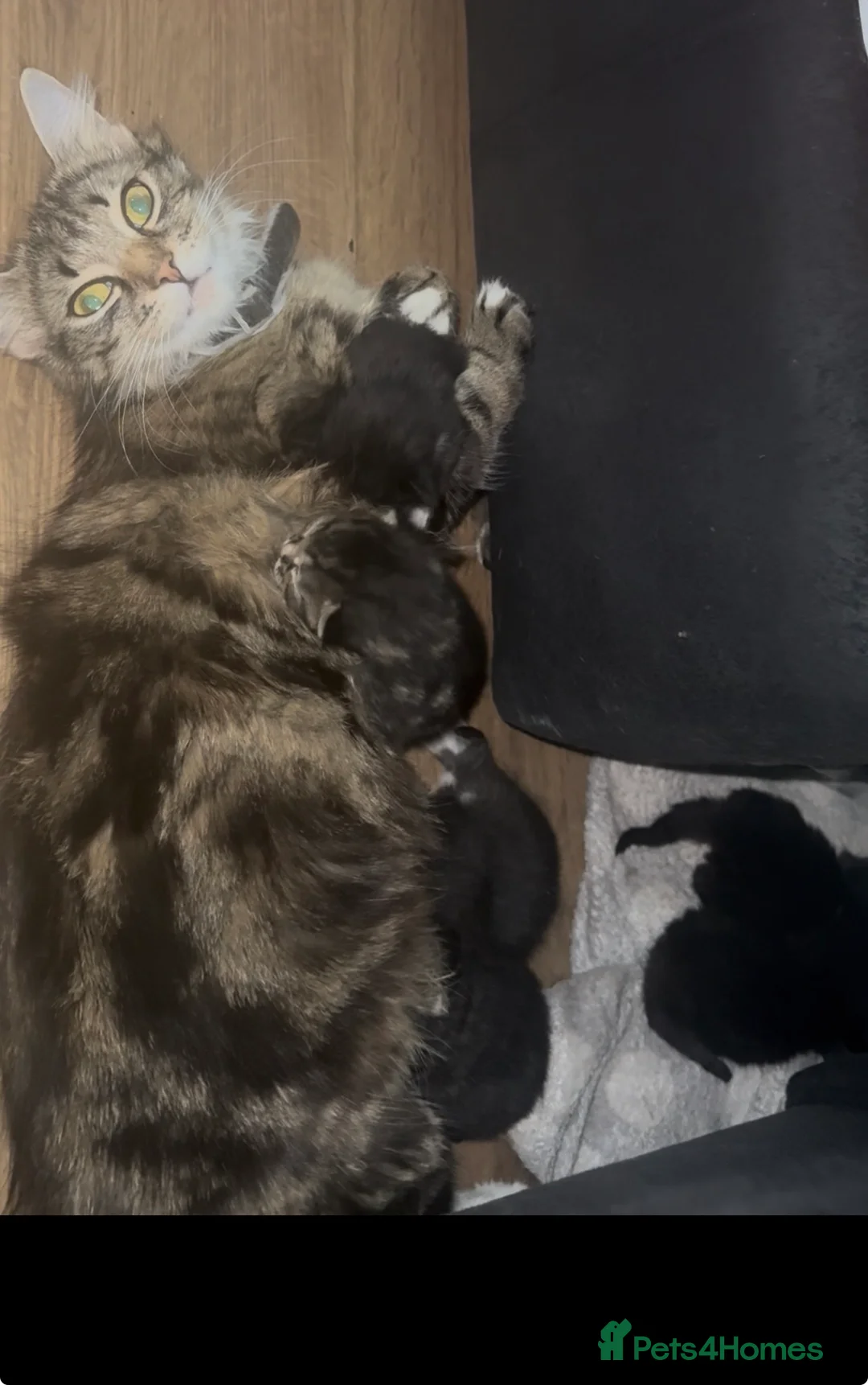 British Longhair cats for sale: Kittens in London - Advert 2