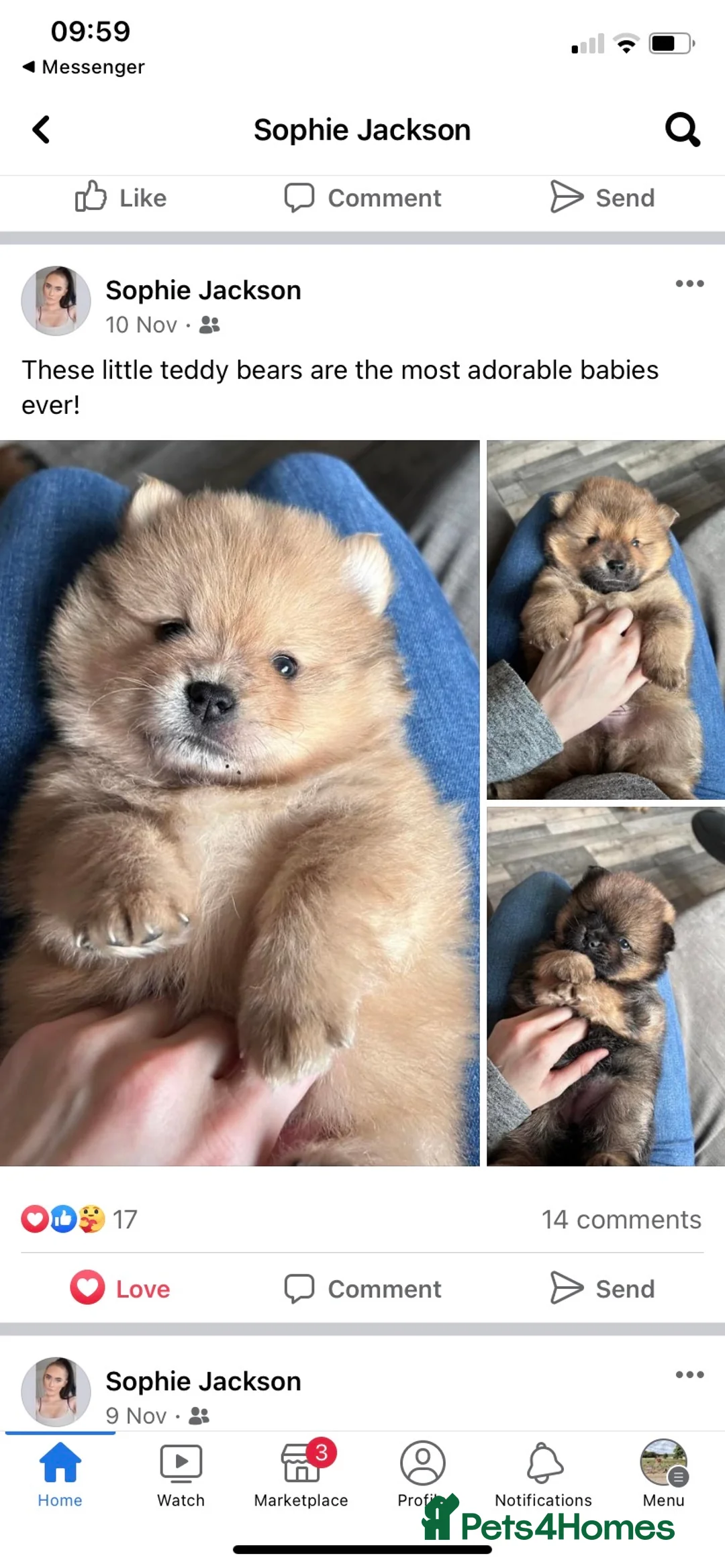 Pomeranian dogs for stud: STUD Chocolate and Tan Merle Blue Eyes Puppy Size in Guildford - Advert 36