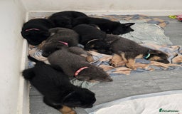 German Shepherd dogs for sale: German shepherd puppies  - Image 5