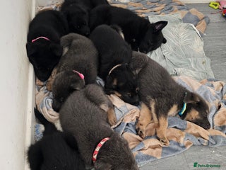 German Shepherd dogs - Advert 25