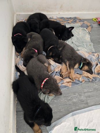 German Shepherd dogs - Advert 7