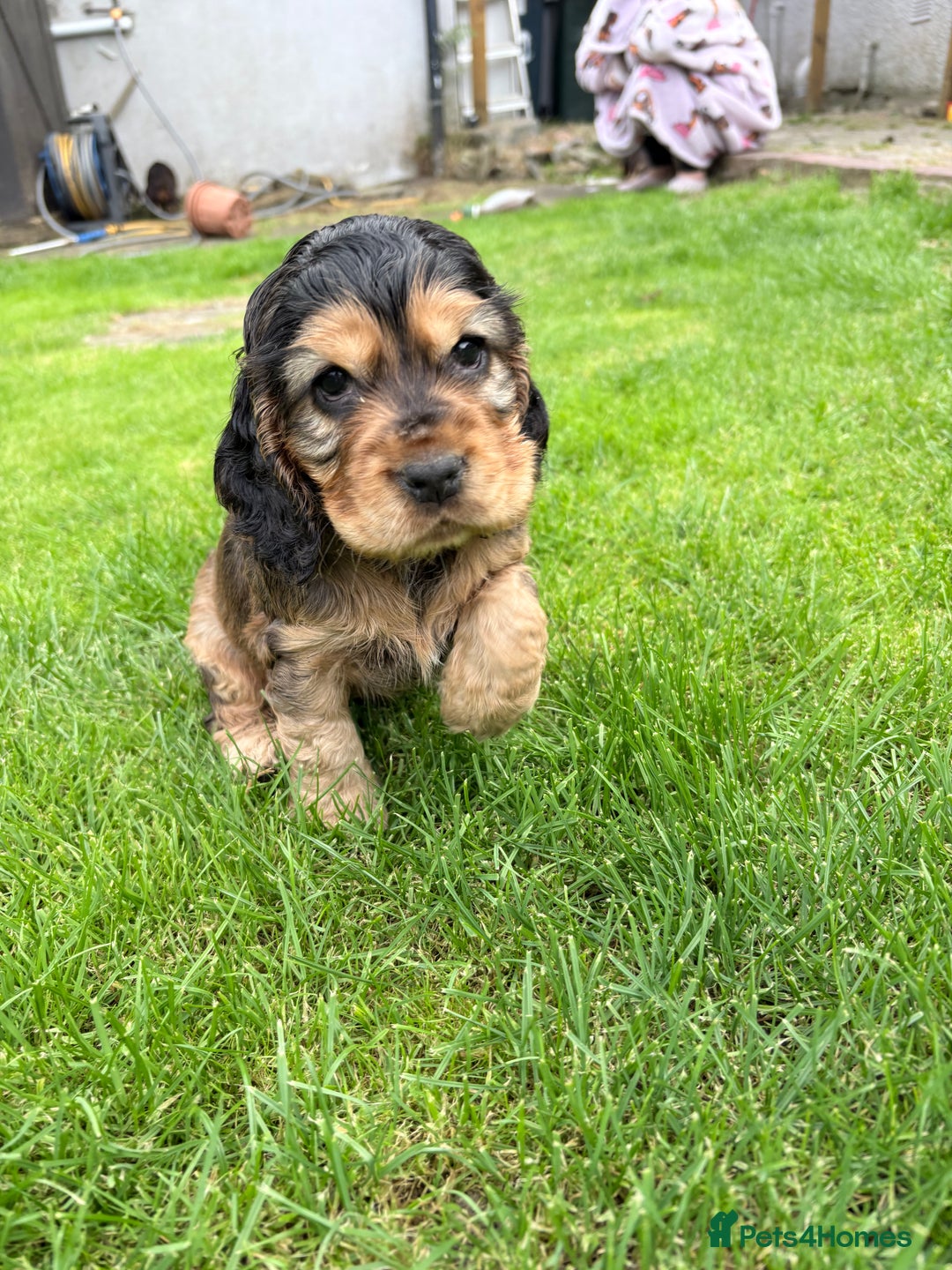 Cocker Spaniel dogs for sale: Adorable Sable Cocker Spaniel Puppies  - Image 7