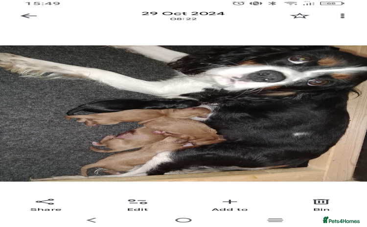 Cavapoo dogs - Advert 3