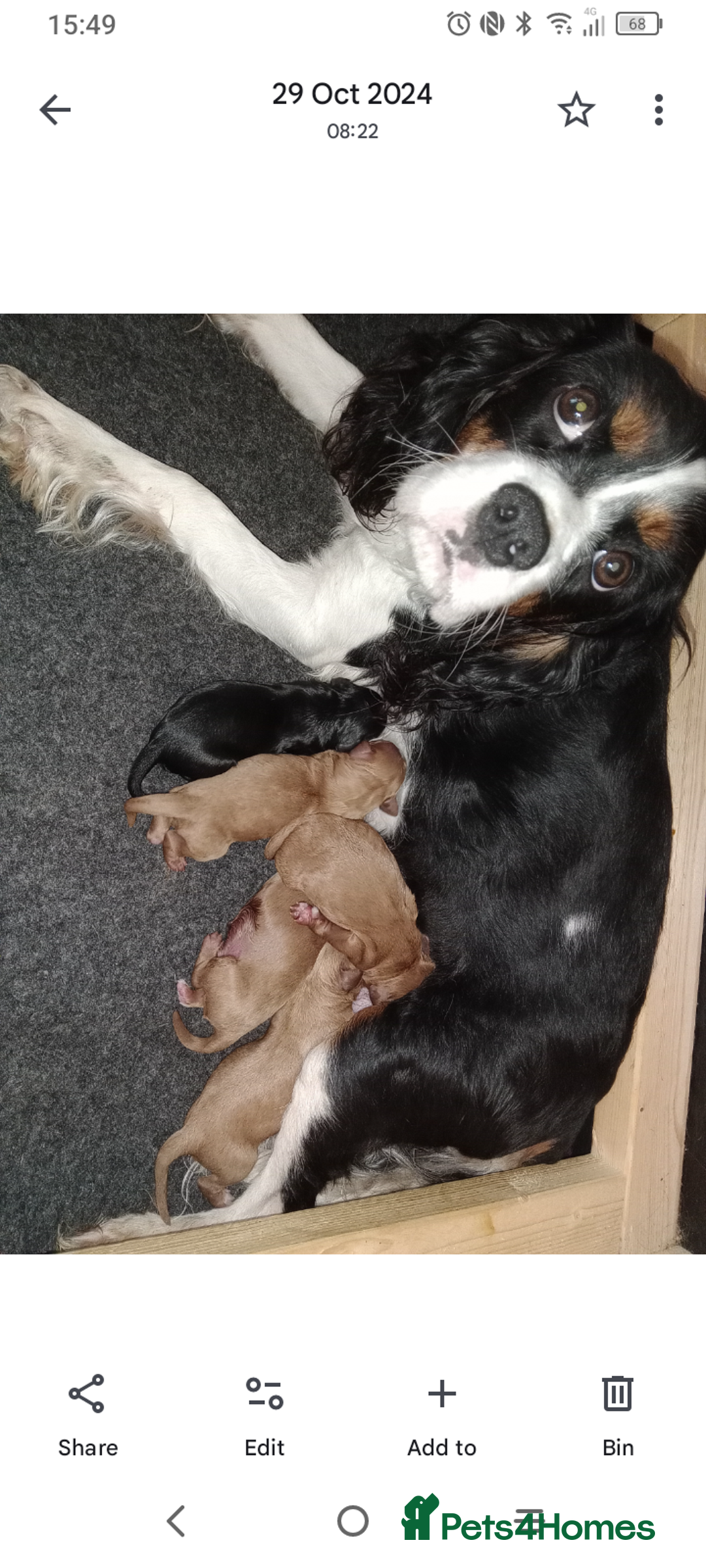 Cavapoo dogs for sale: A stunning litter of cavapoo beautiful costs  - Image 1