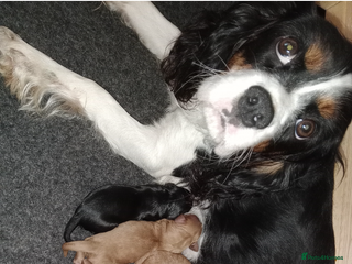 Cavapoo dogs - Advert 9