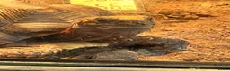 Tortoise reptiles for sale: Male and female redfoot tortoises  - Advert 3