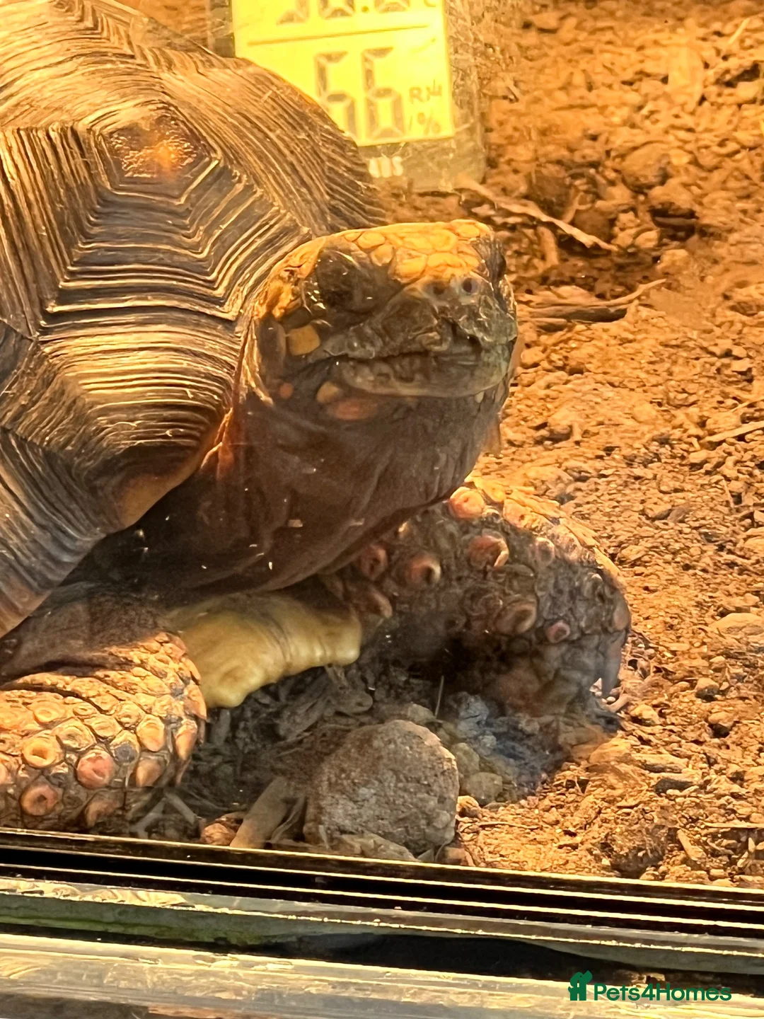 Tortoise reptiles for sale: Male and female redfoot tortoises  - Advert 3