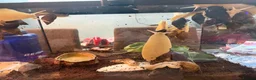 Snails invertebrates for sale: Giant African Land Snails for sale or trade - Advert 1