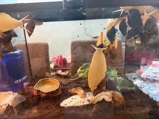 Snails invertebrates Giant African Land Snails for sale or trade - Advert 1