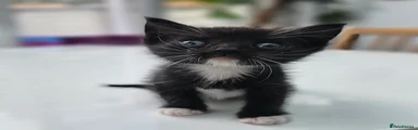 Kitten 4
