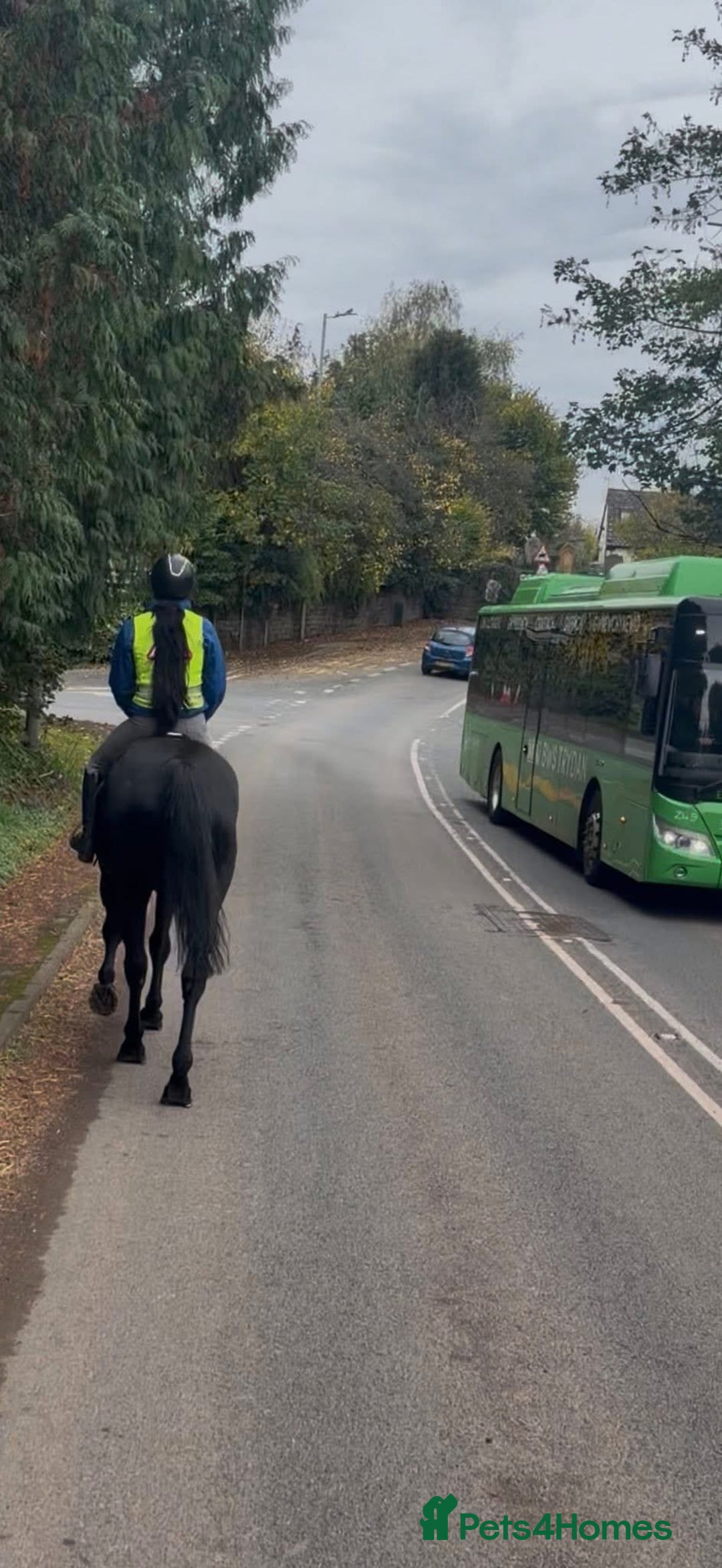 Hanoverian horses for sale: Ride And Drive Black Beauty - Advert 6