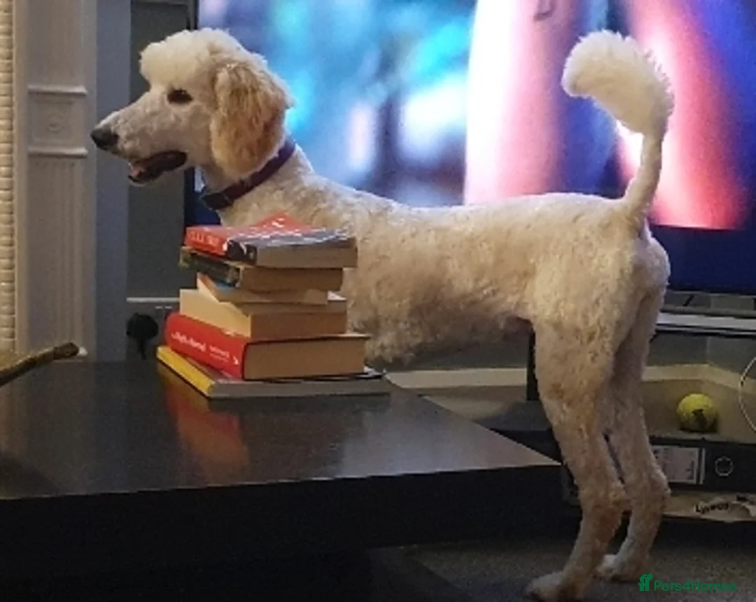 Standard Poodle dogs for sale: Loving Gentle Giant Needing a New Forever Home - Advert 2