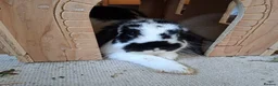 Mini Lop rabbits for sale: Young Rabbits for sale in Liss - Advert 7