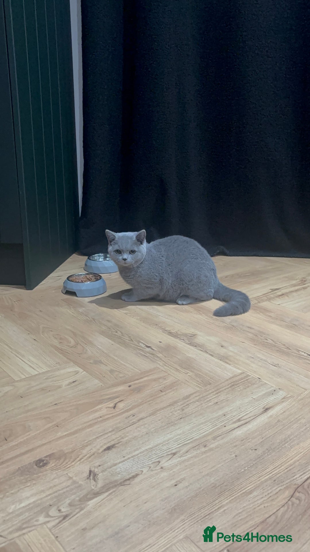 British Shorthair cats for sale: Male British short hair  - Advert 3