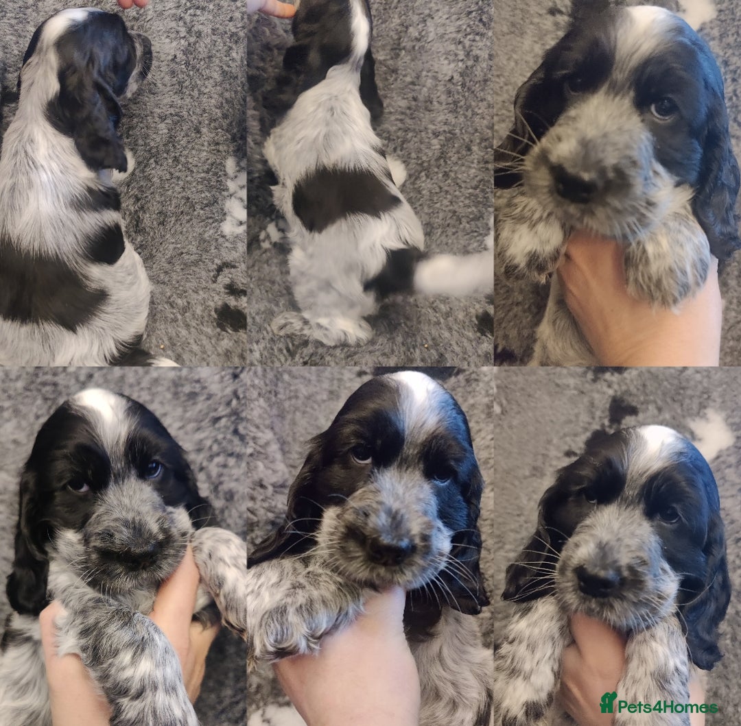 Cocker Spaniel dogs for sale: KC Registered Show Type Cocker Spaniel  - Advert 15