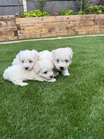 Mixed Breed dogs - Advert 7