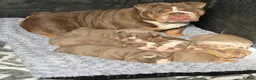 English Bulldog dogs for sale: English Bulldog  - Advert 2