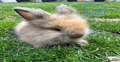 Lionhead rabbits - Advert 13