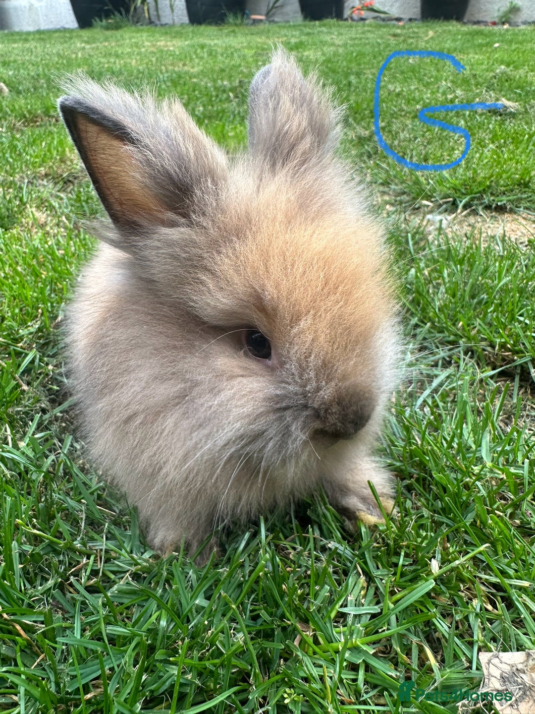 Lionhead rabbits for sale: Lionhead rabbits for sale  - Image 3