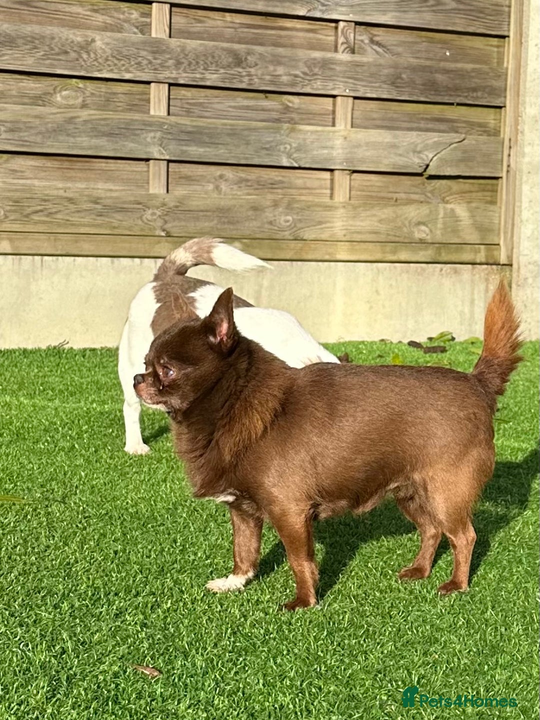 Chihuahua dogs for sale: Male chihuahua kc registered  - Advert 4