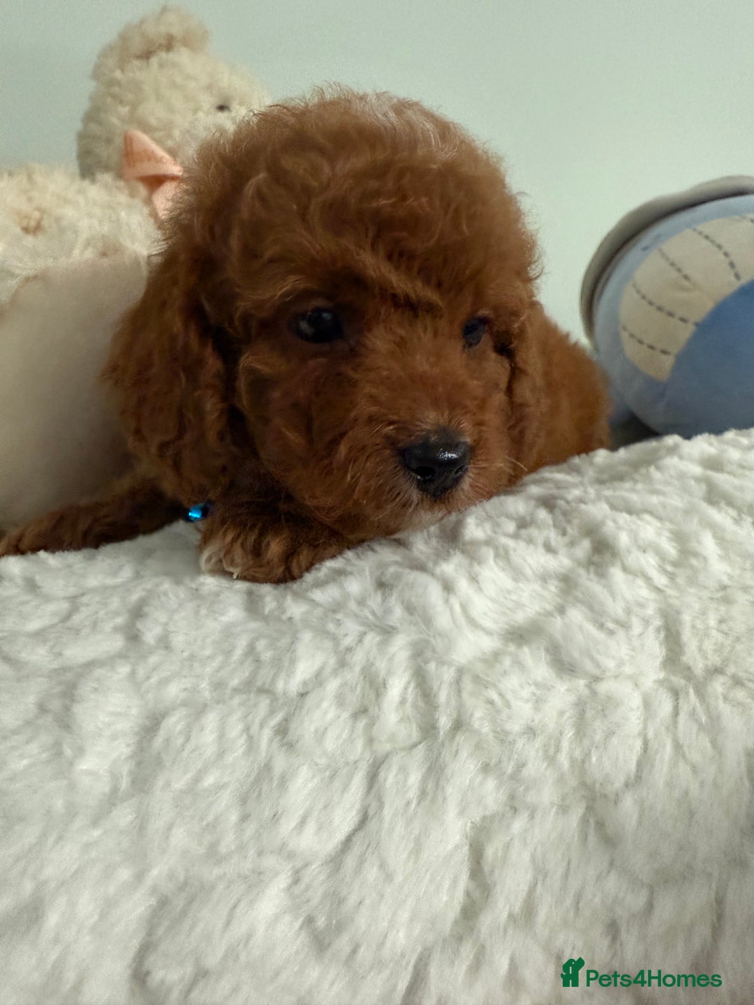Cavapoo dogs for sale: 7 perfect f1b cavapoo’s. Fully dna & health clear. - Image 5