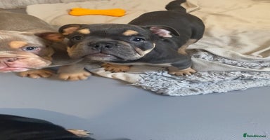 English Bulldog dogs - Advert 12