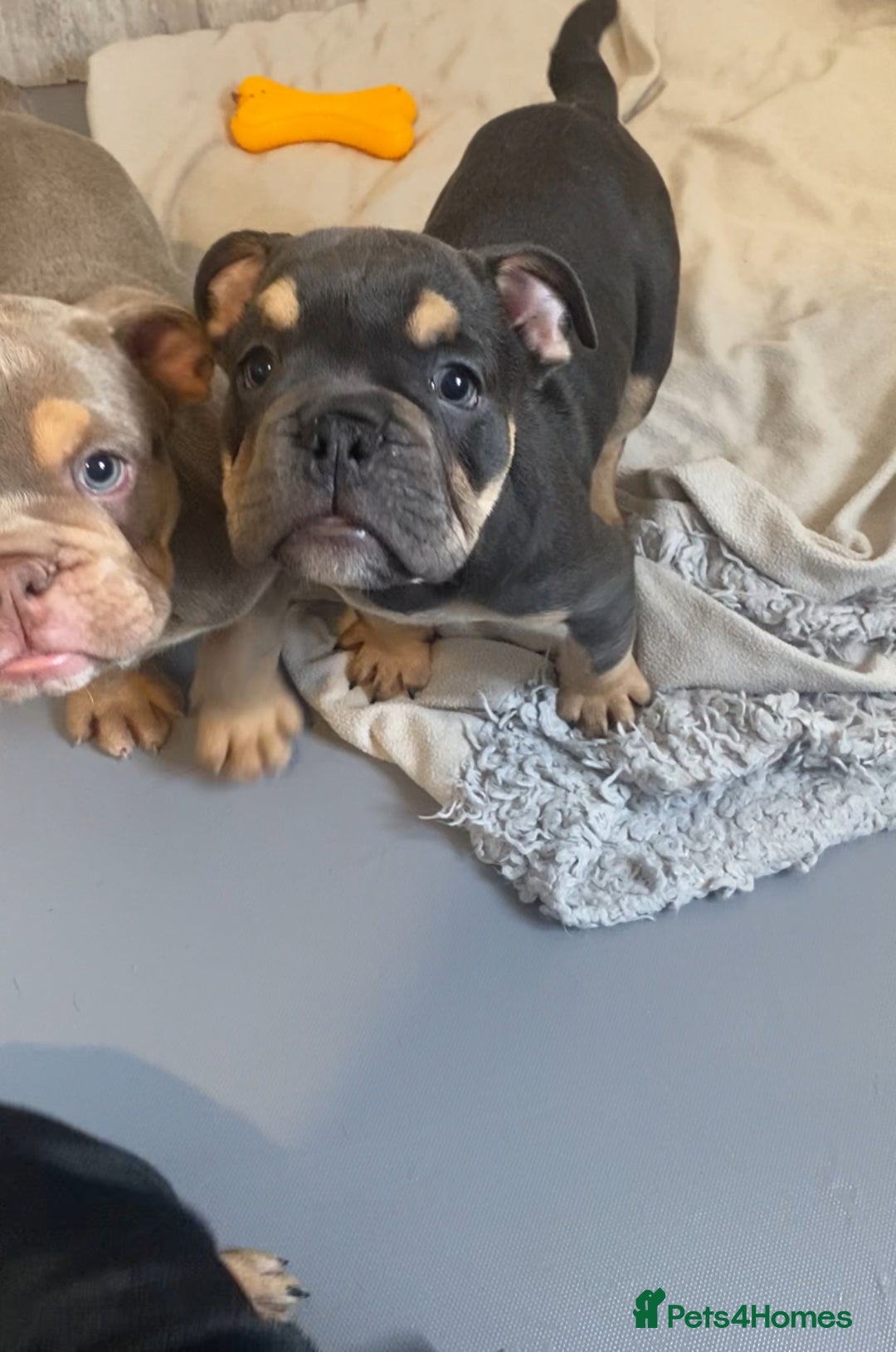 English Bulldog dogs for sale: Pedigree English bulldogs top-lines (7 weeks old)  - Image 14