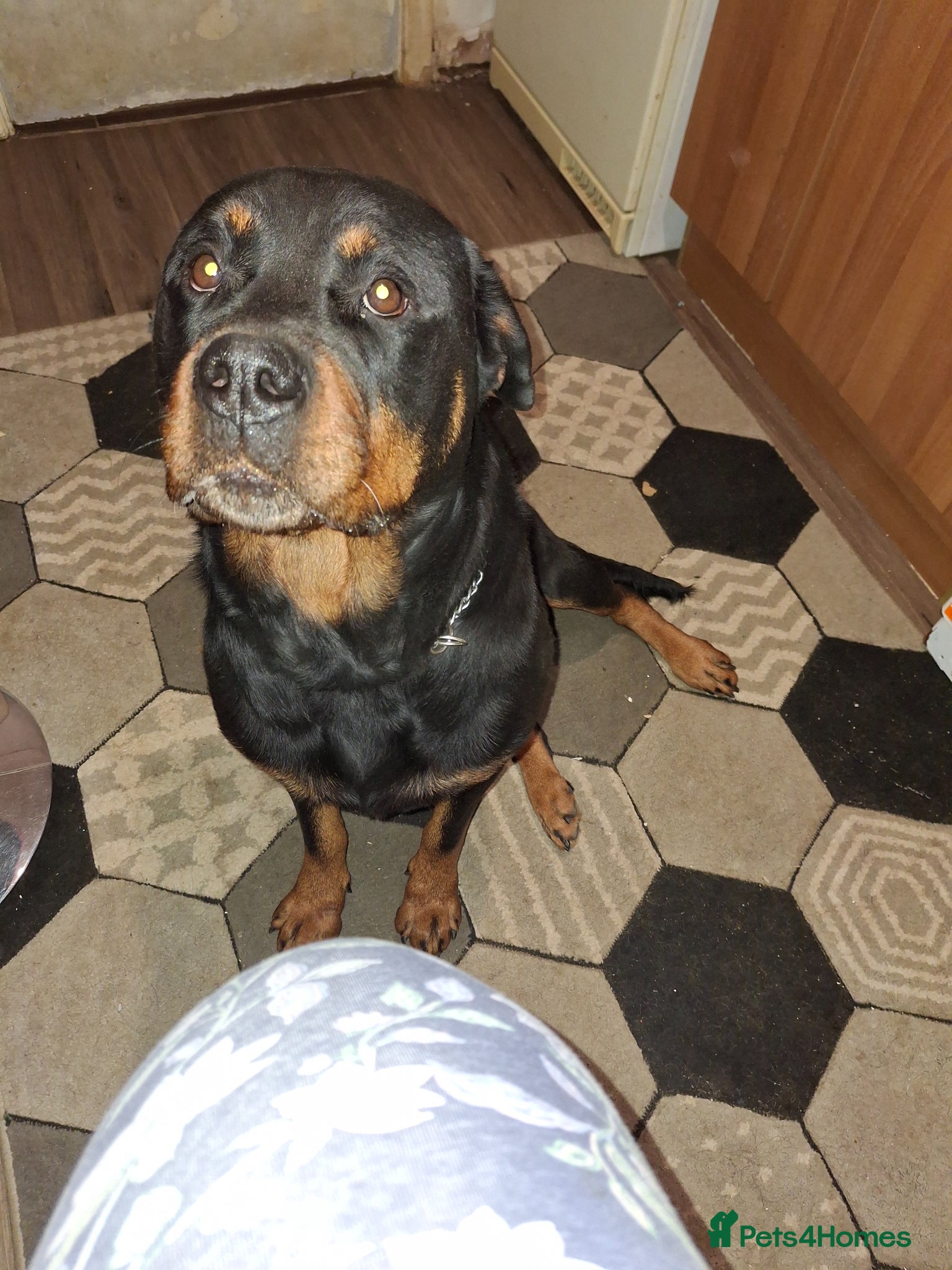 Rottweiler dogs Personal sock thief  - Advert 1