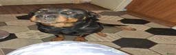Rottweiler dogs for sale: Personal sock thief  - Advert 1