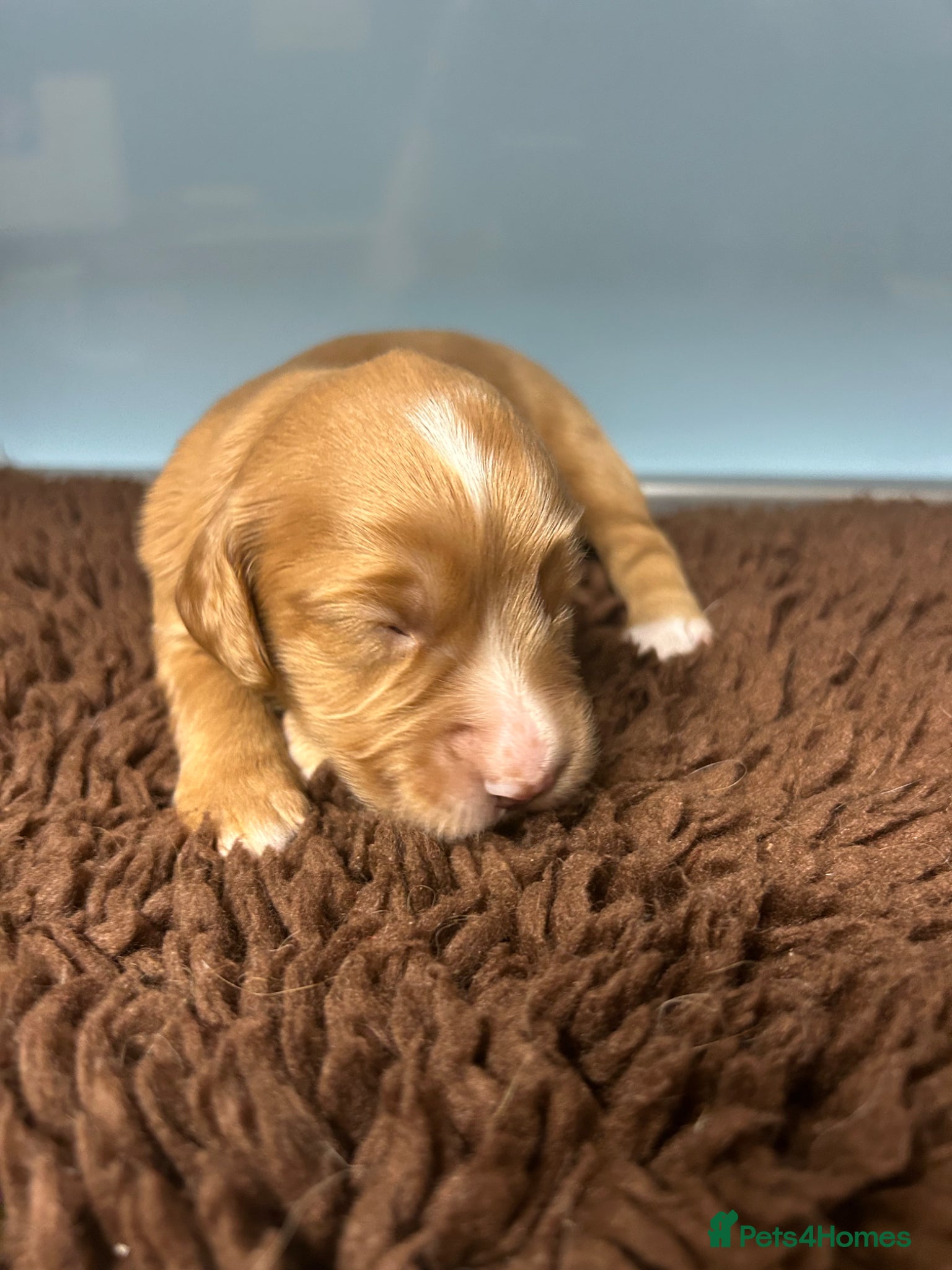 Cocker Spaniel dogs for sale: KC registered golden cocker spaniels  - Advert 6