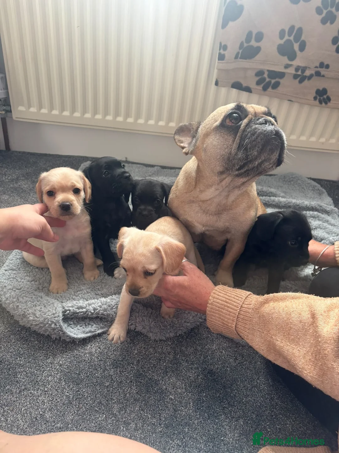 Mixed Breed dogs for sale: French bulldog - cockapoo - Advert 15