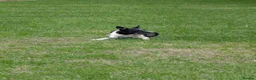Border Collie dogs for sale: Looking For A New Home For Jack  in Derby - Advert 3